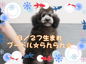 この夏で１歳になりました☆～８月～